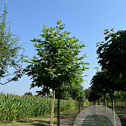 Platanus or. 'Minaret' 10-12 cm 40L