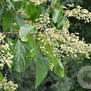 Poliothyrsis sinensis 8-10 cm 45L