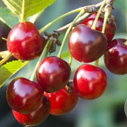 Prunus a. 'Early Rivers' 8-10 HO 25L