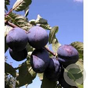 Prunus d. 'President' 10-12 cm 40L