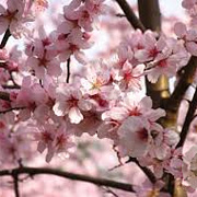 Prunus dulcis 10-12 HO 35L