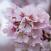 Prunus incisa 'Cunera' 12-14 cm cont. 55L 225 cm stam