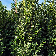 Prunus l. Elly 125-150 cm draadkluit extra