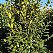Prunus l. 'Herbergii' 175-200 cm draadkluit extra