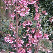 Prunus 'Okame' 200-250 cm cont. 70L meerstammig solitair