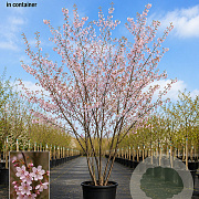 Prunus subh. 'Autumnalis Rosea' 200-250 cm 35L meerstammig solitair