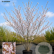 Prunus subh. 'Autumnalis' 250-300 cm 35L solitair meerstammig