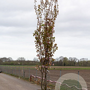 Prunus sargentii 'Rancho' 12-14 HO 40L