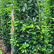 Prunus l. Genolia 200-225 cm draadkluit extra