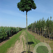Quercus palustris 14-16 HO container