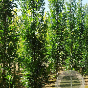 Quercus pal. Green Pillar 6-8 cm 35L BEVEERD