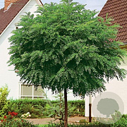 Robinia ps. 'Umbraculifera' 12-14 cm 35L 225 cm stam