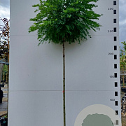 Robinia ps. 'Umbraculifera' 6-8 cm 30L 225 cm stam