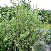 Salix acutifolia 'Pendulifolia' 6-8 cm 35L BEVEERD