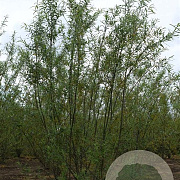 Salix fragilis 'Bullata' 8-10 cm 35L 225 cm stam