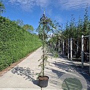 Sorbus auc. 'Pendula' 14-16 cm 50L 225 cm stam