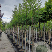 Sorbus auc. 'Wettra' 12-14 HO 35L