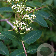 Sorbus decora 12-14 cm 50L 200 cm stam