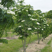 Sorbus 'Sunshine' 10-12 cm 25L 200 cm stam