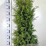 Thuja occ. 'Brabant' 160-180 cm met kluit extra