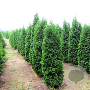 Thuja occ. 'Pyramidalis Compacta' 140-160 cm met kluit extra