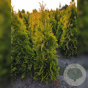 Thuja occ. 'Salland' 180-200 cm met kluit extra