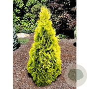 Thuja occ. 'Yellow Ribbon' 140-160 cm met kluit extra