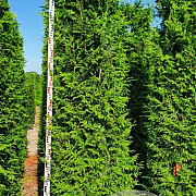 Thuja pl. 'Excelsa' 200-225 cm draadkluit extra