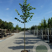 Tilia europaea 'Pallida' 10-12 cm 50L