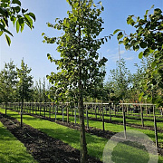 Tilia henryana 8-10 cm 25L 200 cm stam