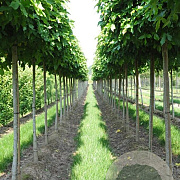 Tilia mongolica 'Buda' 16-18 cm 50L
