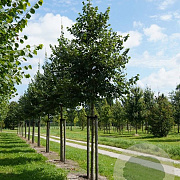 Tilia mongolica 10-12 cm 45L 180 cm stam leiboom