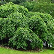Ulmus 'Camperdownii' 8-10 cm 35L 225 cm stam