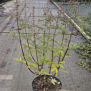 Vitex agnus-castus 60-80 cm 10L