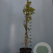 Abeliophyllum distichum 'Roseum' 125-150 cm 7,5L