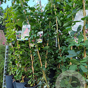 Akebia quinata 80 cm 2,0L