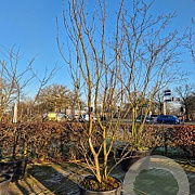 Amelanchier lamarckii 350-400 cm container meerstammig