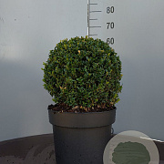 Buxus sempervirens 40 cm container bol