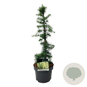 Cedrus deod. 'Golden Horizon' 225-250 cm container