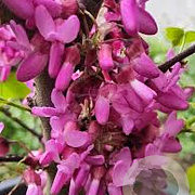 Cercis siliquastrum 'Bodnant' 175-200 cm 12L