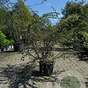 Cotoneaster franchetii 100-125 cm 20L