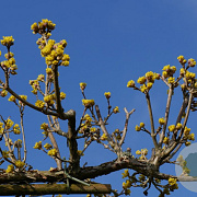 Cornus officinalis 'Robin's Pride' 150-175 cm 25L