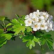 Crataegus monogyna 'Compacta' 10-12 HO 25L 225 cm stam