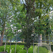 Fagus syl. 'Dawyck Purple' 18-20 cm container geveerd