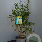 Forsythia 'Goldrausch' 50-60 cm 6,5L