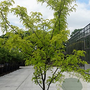 Gleditsia triac. 'Sunburst' 250-300 cm container meerstammig