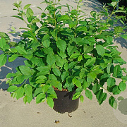 Halesia carolina 100-125 cm 12L