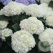 Hydrangea m. 'First White' GM