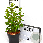 Hydrangea pan. Little Fresco 40-60 cm 3,0L
