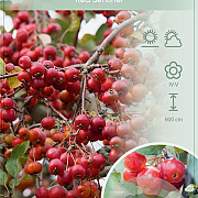 Malus 'Red Sentinel' 120 cm stam 12L